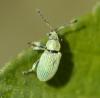 Phyllobius sp.